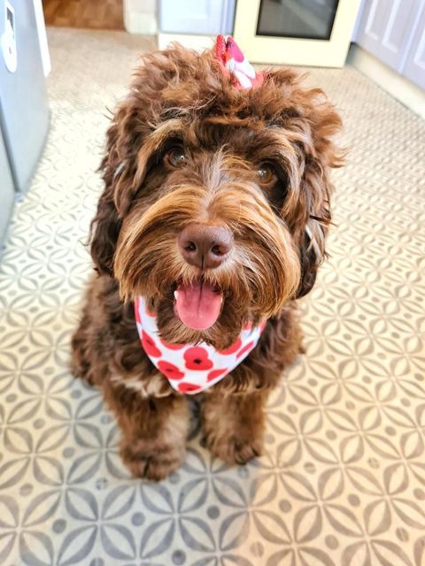 Tosca - Franca Multicoloured Kitchen